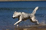 SIBERIAN HUSKY 575